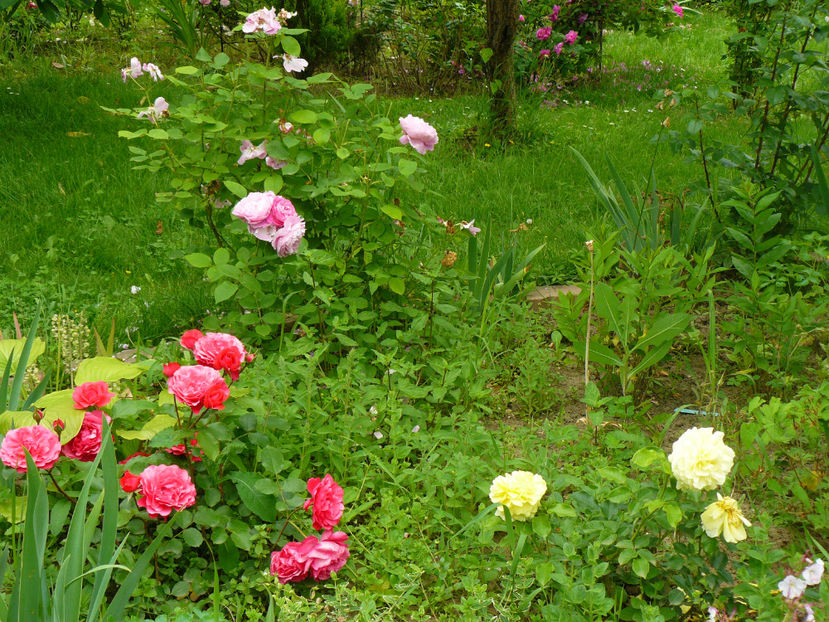 Ingrid Wendl, RoseMary,Happy Child - 2017 Trandafiri iunie