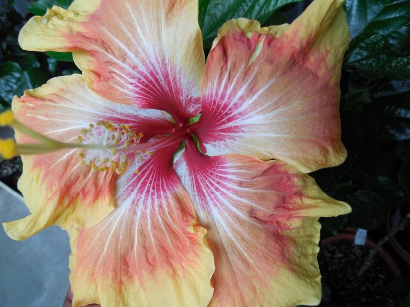  - Tahitian Arcturus Queen