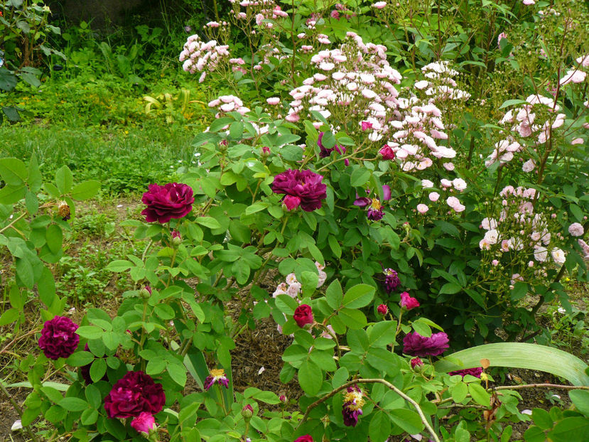 Tuscany Superb, Heavenly Pink - 2017 Trandafiri iunie