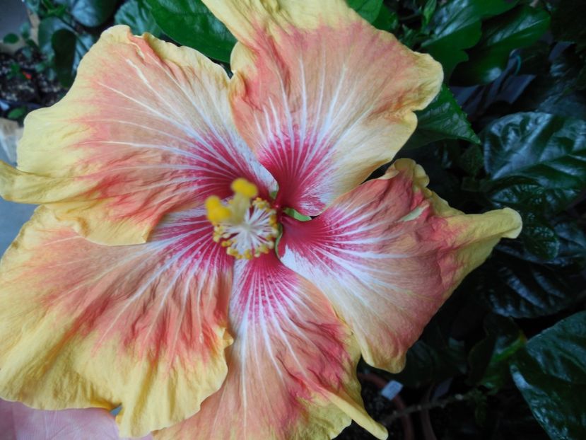  - Tahitian Arcturus Queen