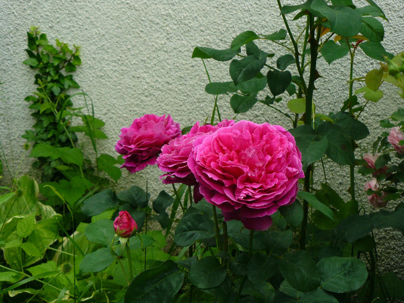 Othello - 2017 Trandafiri iunie