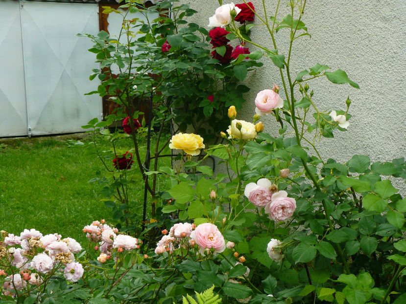 LD Braitweithe,Thomas Graham, Cornelia - 2017 Trandafiri iunie