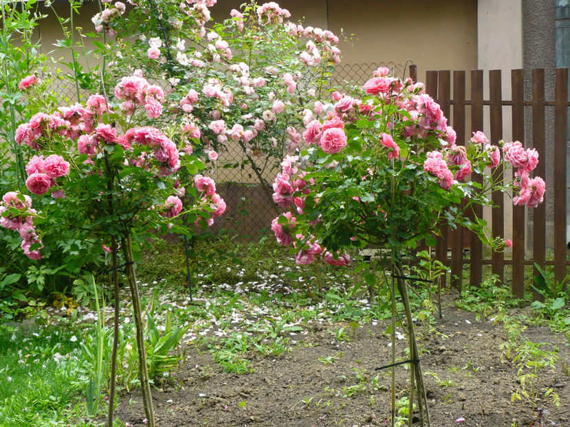 Pozarium Pienne si Arlekin - 2017 Trandafiri iunie