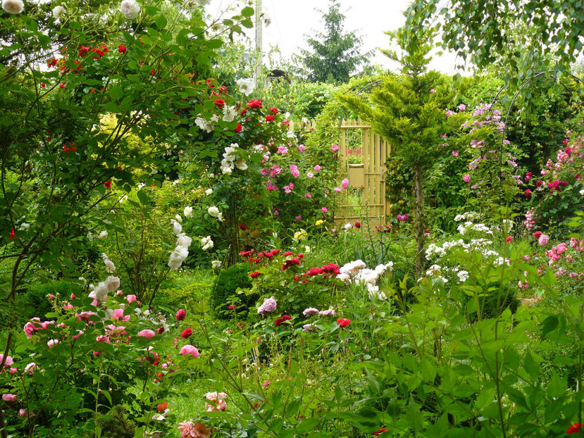 P1290863 - 2017 Trandafiri iunie