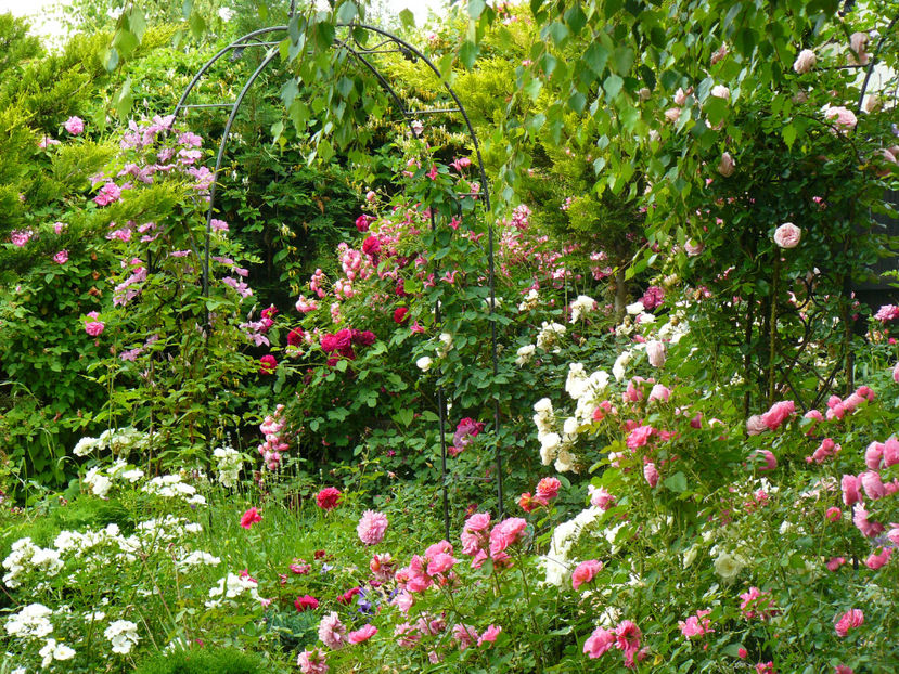 Presimt mutari importante la toamna.... - 2017 Trandafiri iunie