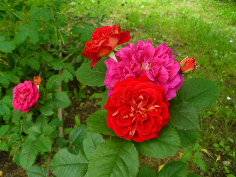 Lamie de jardin multumesc Silvia :-) - 2017 Trandafiri iunie