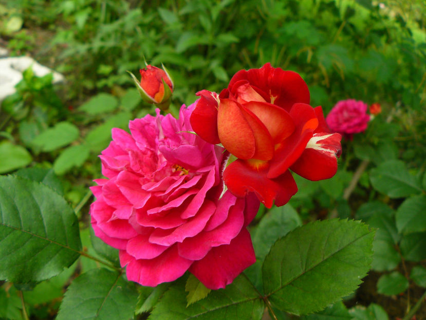 L'amie de jardin - 2017 Trandafiri iunie