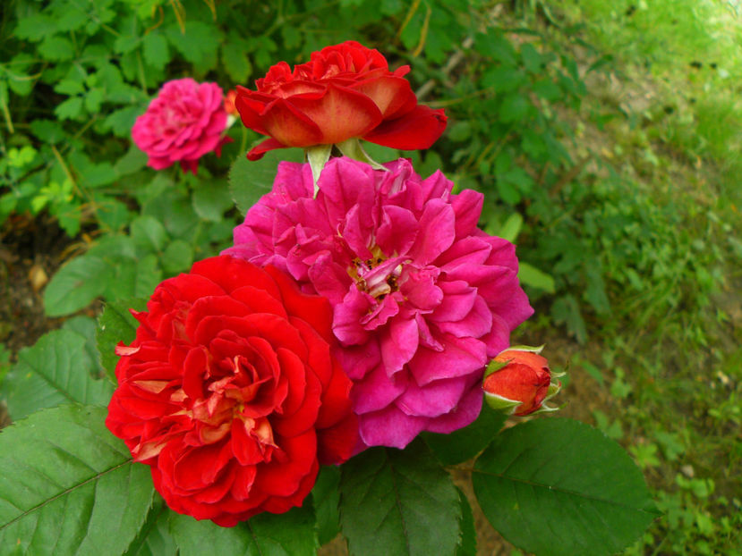 L'amie de jardin - 2017 Trandafiri iunie