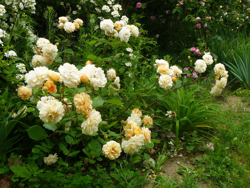 Buff Beauty - 2017 Trandafiri iunie