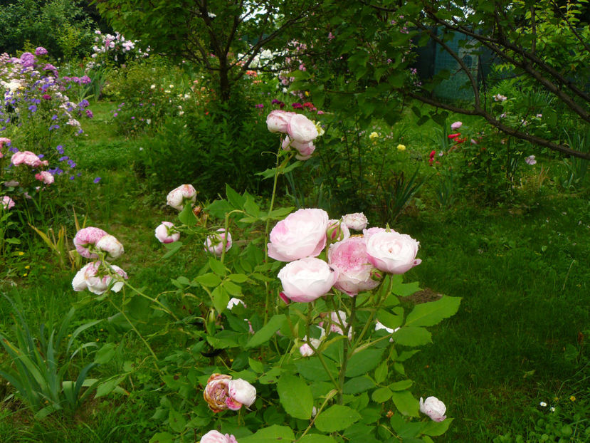 Madame Pierre Oger - 2017 Trandafiri iunie