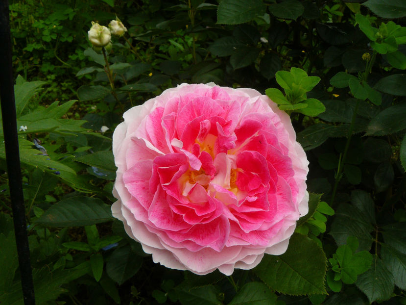 Guernsay - 2017 Trandafiri iunie