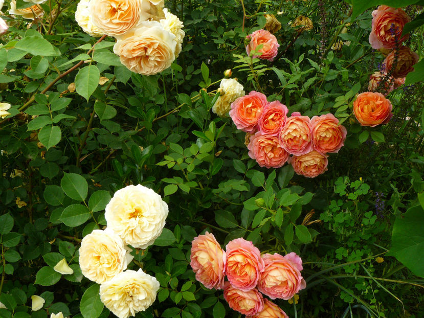 Teasing Georgia si Lady of Shalot - 2017 Trandafiri iunie