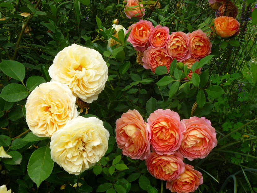 Teasing Georgia si Lady of Shalot - 2017 Trandafiri iunie