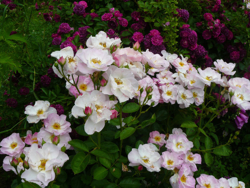 Escapade si Blue Magenta - 2017 Trandafiri iunie