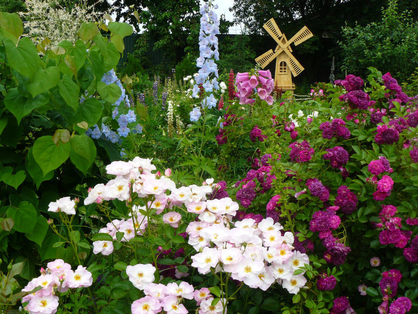 Escapade si Blue Magenta - 2017 Trandafiri iunie