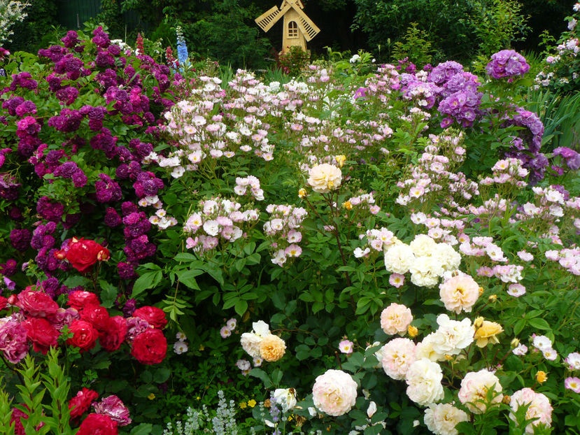 Dr Massad, Blue Magenta, Apple Blossom - 2017 Trandafiri iunie