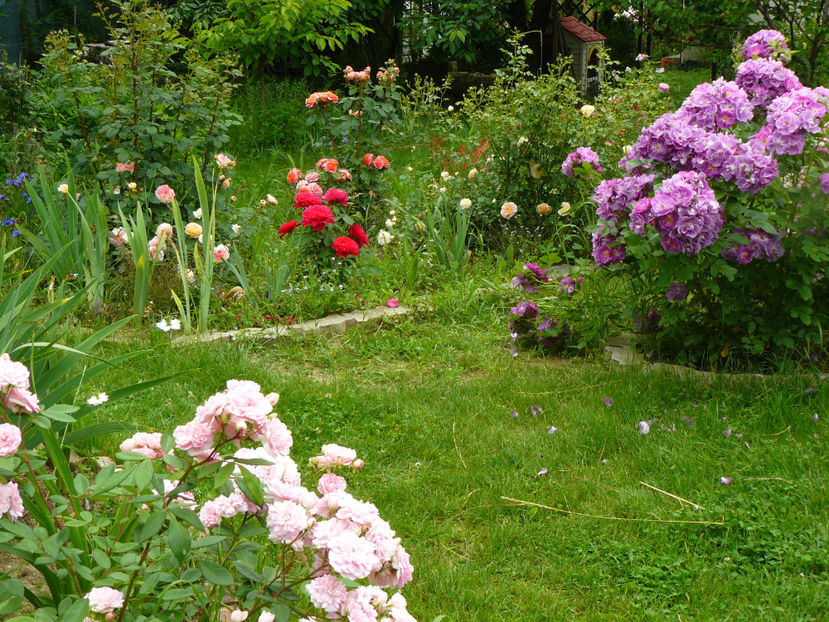 Edouard Maubert si Chewbluemore - 2017 Trandafiri iunie