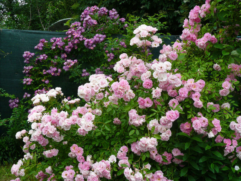 Thousendschones si Veilchenblau - 2017 Trandafiri iunie