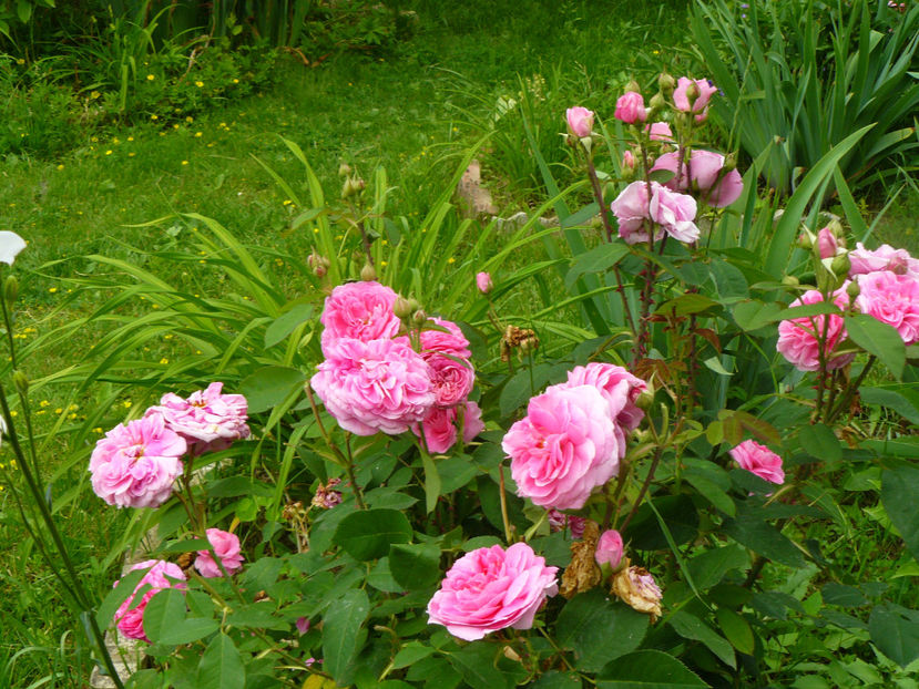 Gertrude Jeckyl - 2017 Trandafiri iunie