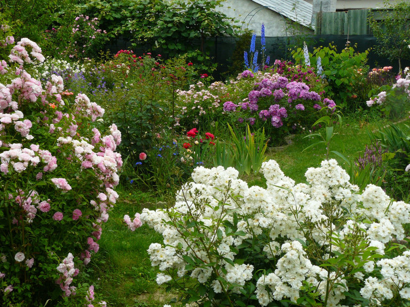 Thousendschones si Francine Austin - 2017 Trandafiri iunie