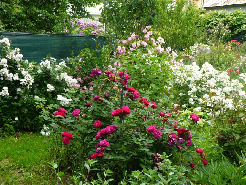 Gypsy Boy, Perrenial Blush, Fragezeischen - 2017 Trandafiri iunie