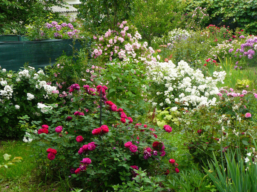 Gypsy Boy - 2017 Trandafiri iunie