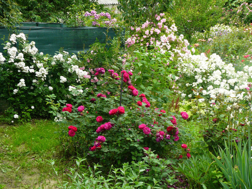 Gypsy Boy, Prennial Blush, Francine Austin - 2017 Trandafiri iunie