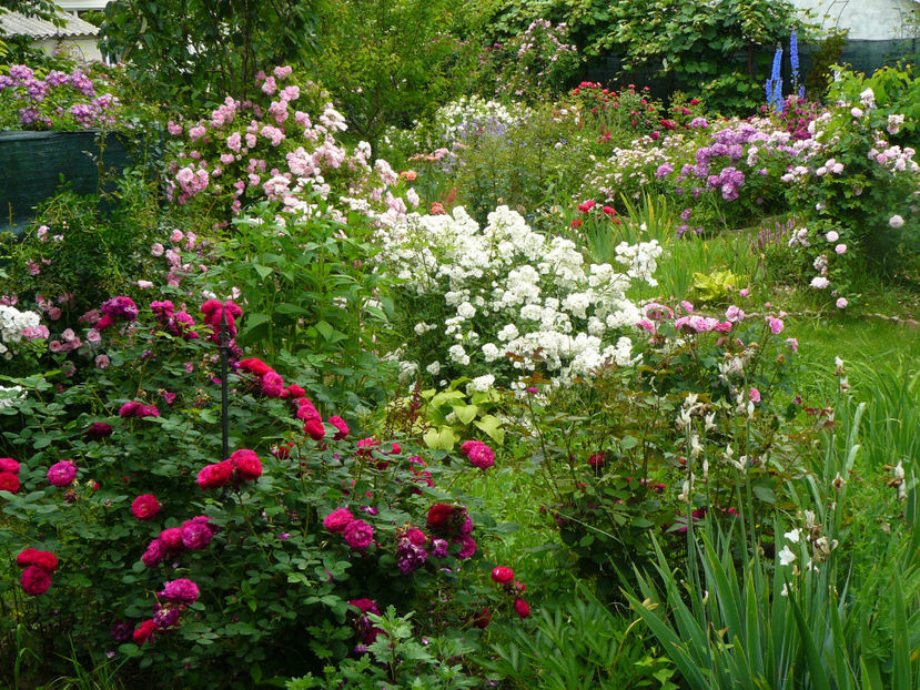 2017 Gypsy Boy - Z_FAVORITELE gradinii mele