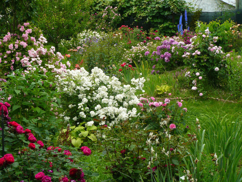 Francine Austin - 2017 Trandafiri iunie