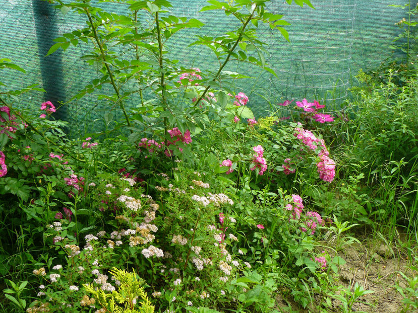 Dorothy Perkins si Spireea Princess - 2017 Trandafiri iunie