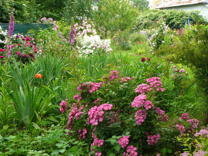 Sibelius - 2017 Trandafiri iunie