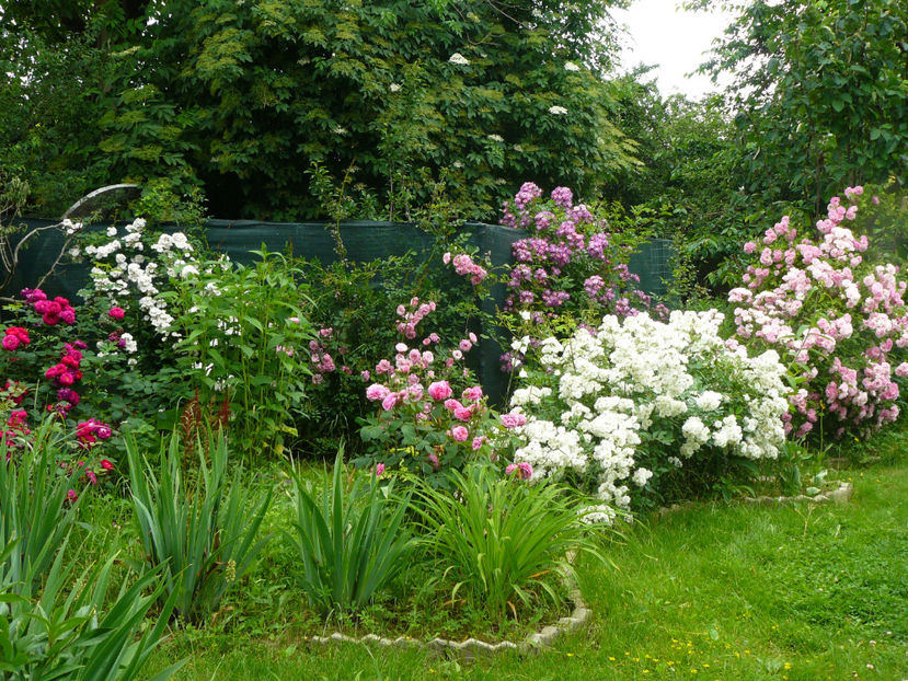 Francine Austin, Veichenblau,Thousendschones - 2017 Trandafiri iunie