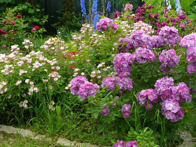 Chewblue more - 2017 Trandafiri iunie