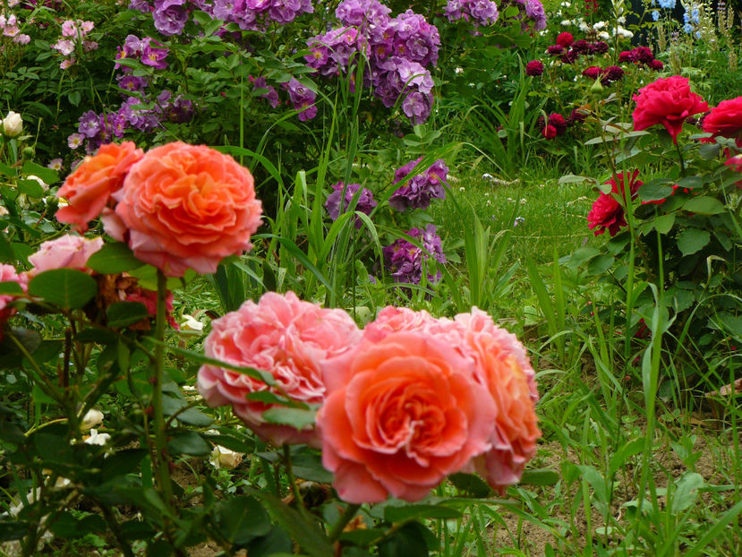 Mamie Ditiere - 2017 Trandafiri iunie