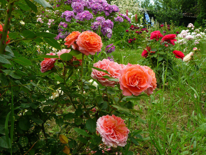 Mamie Ditiere - 2017 Trandafiri iunie