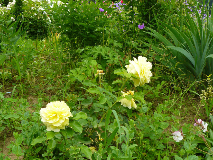 Happy Child - 2017 Trandafiri iunie