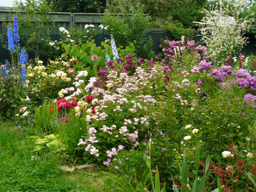 Apple Blossom - 2017 Trandafiri iunie