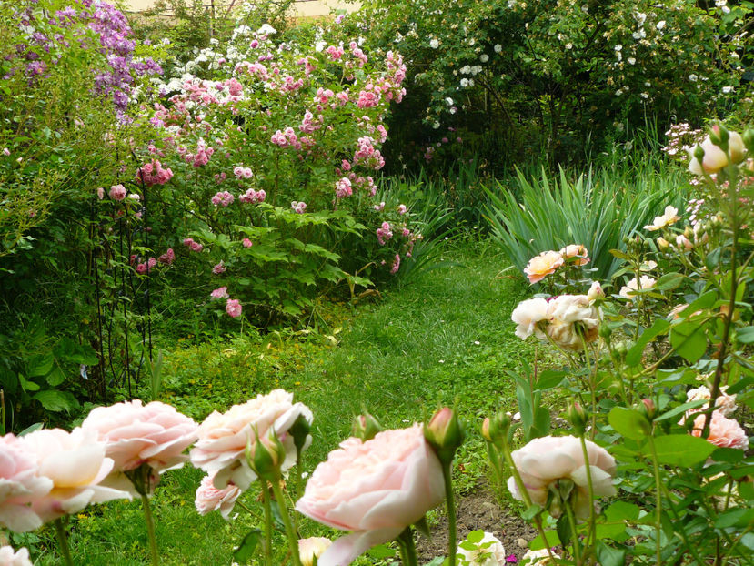 Aleea Ascunsa - 2017 Trandafiri iunie