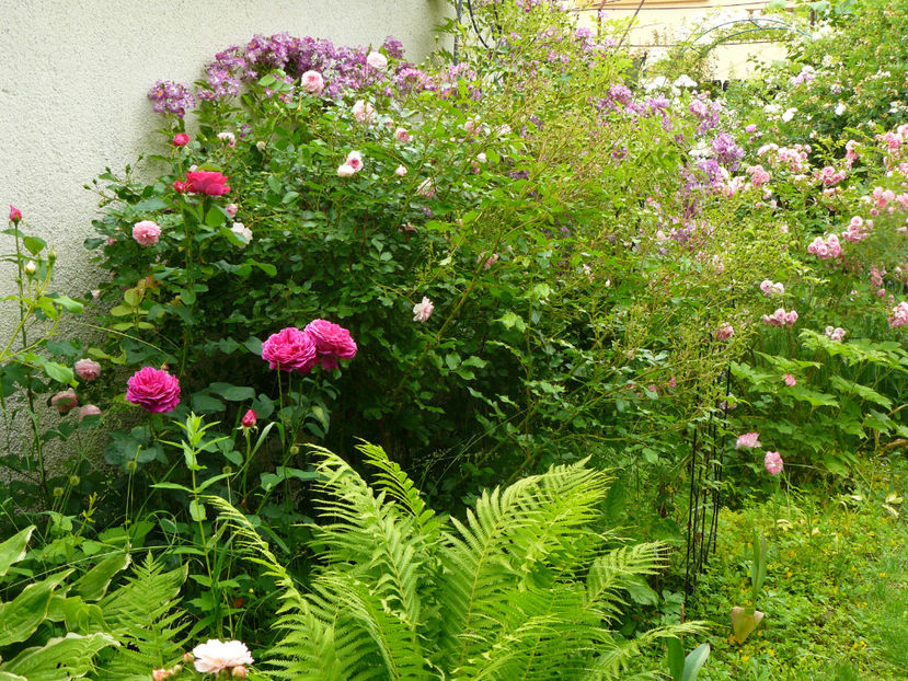 Othello - 2017 Trandafiri iunie