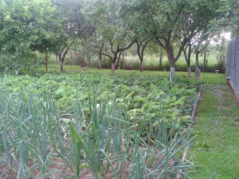 Fotografie-1479 - Gradina mea