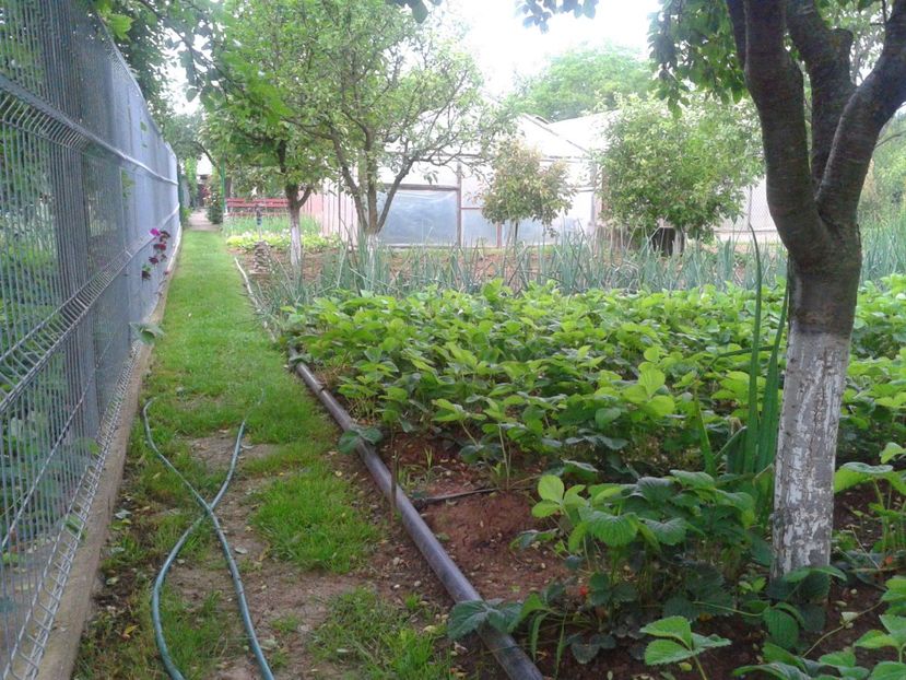 Fotografie-1484 - Gradina mea