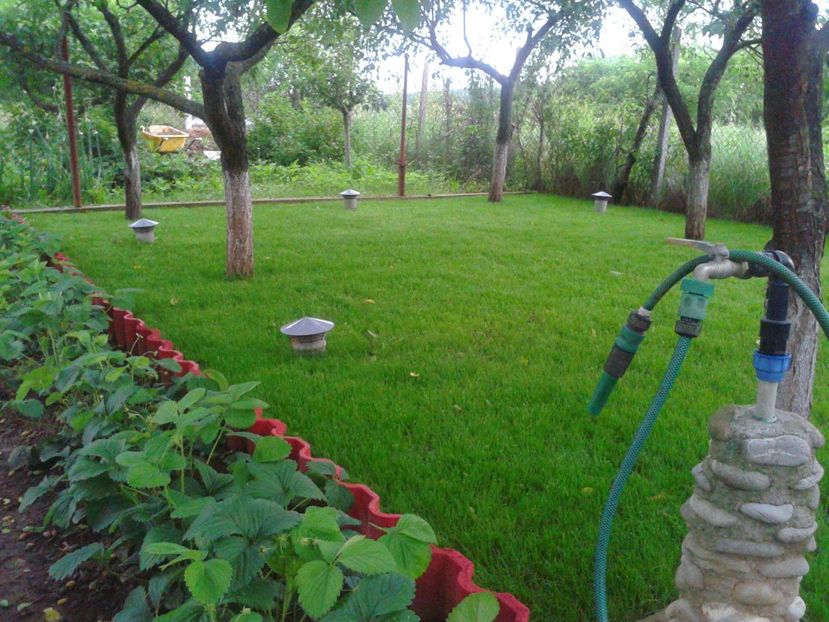 Fotografie-1485 - Gradina mea