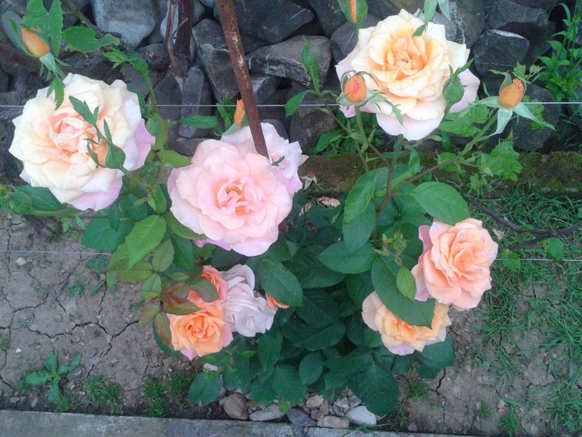 Fotografie-1490 - Gradina mea