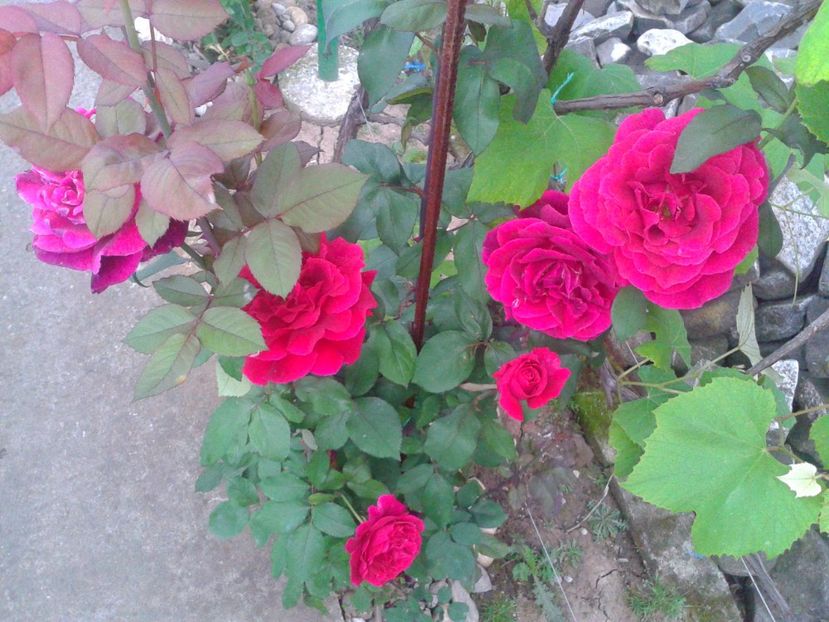 Fotografie-1491 - Gradina mea