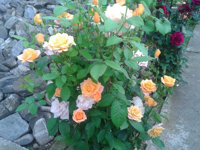 Fotografie-1493 - Gradina mea