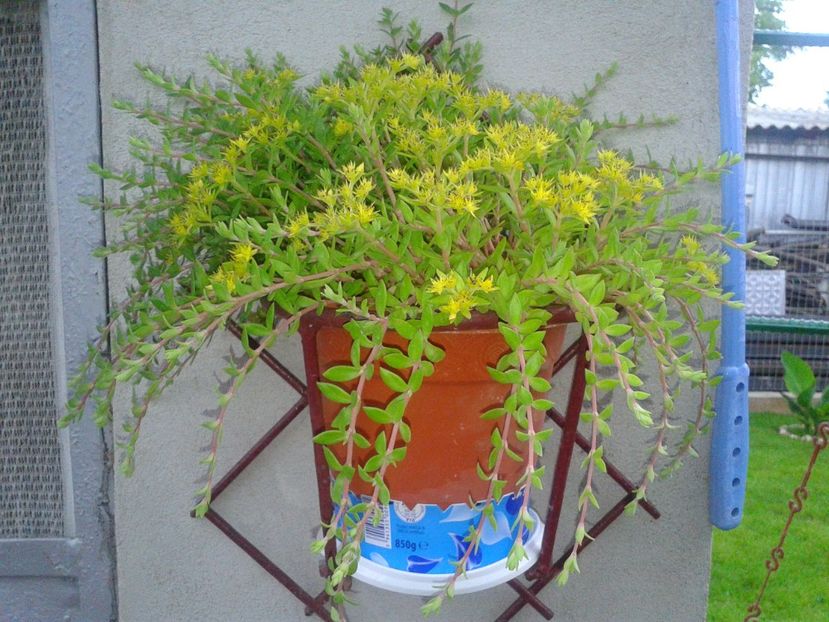 Fotografie-1497 - Gradina mea