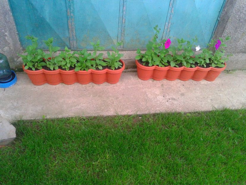 Fotografie-1498 - Gradina mea