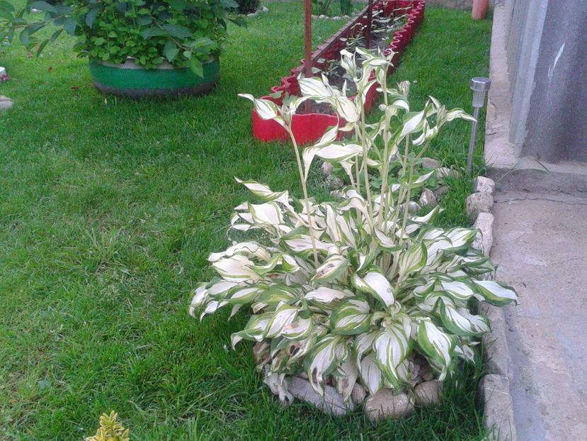 Fotografie-1501 - Gradina mea