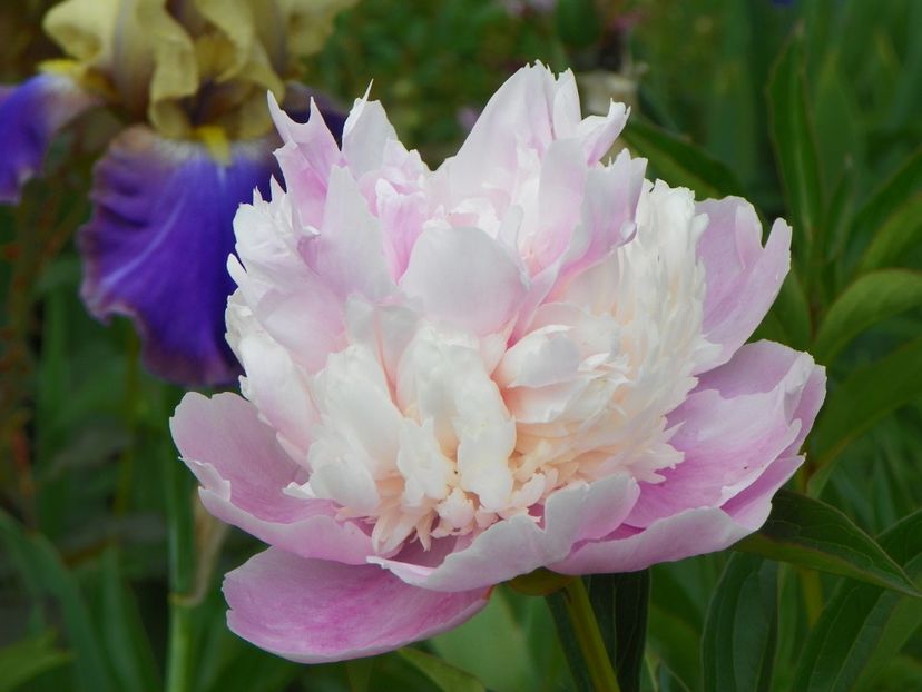 Sorbet - Bujori 2017