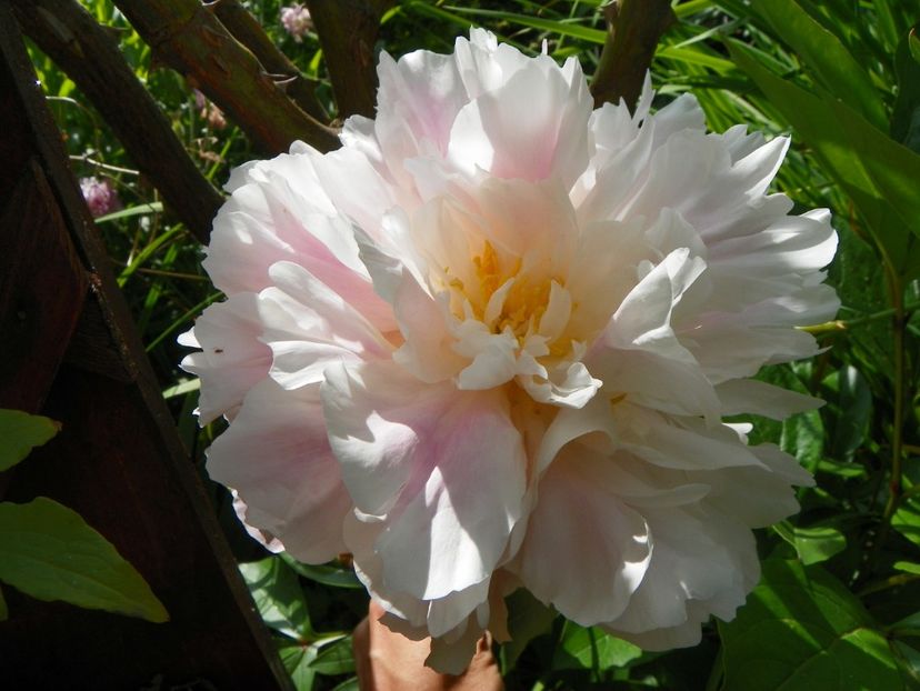 Angelika - Bujori 2017